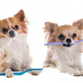 portrait of  purebred  chihuahuas with toothbrush  in front of white background